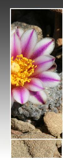 Turbinicarpus